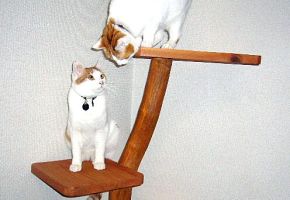 自然木で作るキャットタワー